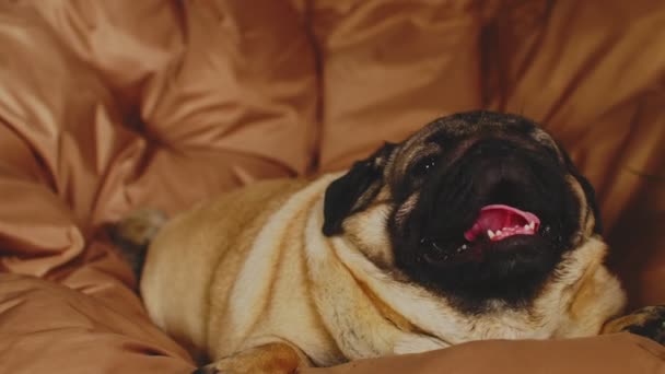 Κοντινό Πλάνο Του Χαριτωμένου Σκυλιού Που Βρίσκεται Στην Πολυθρόνα Και — Αρχείο Βίντεο