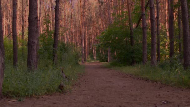 Krajobraz Lasu Okresie Letnim Zbliżenie Lasu Iglastego Ciągu Dnia — Wideo stockowe