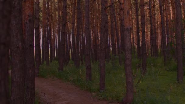 夏天的森林景观 白天接近针叶林 — 图库视频影像