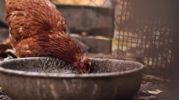 Gros Plan Boissons Poulet Eau Bassin Volaille Brune Étouffe Soif — Video