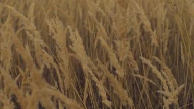 Altın buğday tarlasını kapatın. Rüzgarda sallanan buğday kulakları.