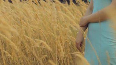 Buğday kulaklı kadın vücudunun bir parçasını kapatın. Buğday tarlasında tanınmayan kişi