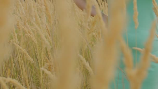 Detailní Záběr Části Těla Ženy Uších Pšenice Neznámá Žena Stojící — Stock video