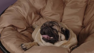 Koltuğunda uzanan ve ağzı açık nefes alan sevimli köpekleri kapatın. Tatlı köpek, dili dışarıda dinleniyor.