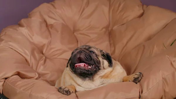 Close Pug Bonito Deitado Poltrona Respirando Com Boca Aberta Cão — Fotografia de Stock