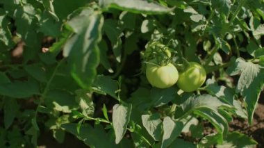Bahçede yeşil domatesler büyür ve olgunlaşır..