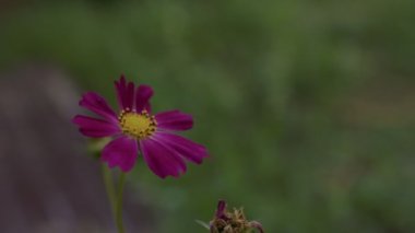 Cosmea 'nın bulanık bir arkaplandaki yakın çekimi. Parlak tomurcuklu güzel bir süs çiçeği. 