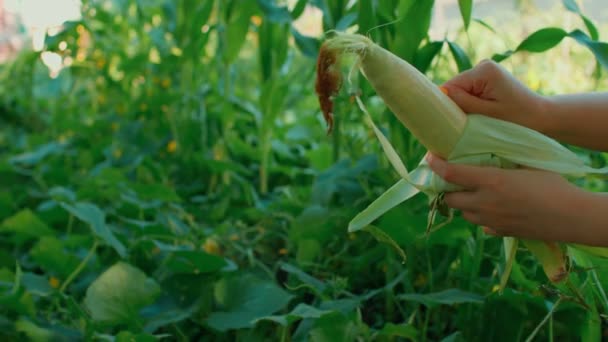 Кукуруза Крупным Планом Неузнаваемая Женщина Очищает Кукурузу Кожуры Концепция Сбор — стоковое видео