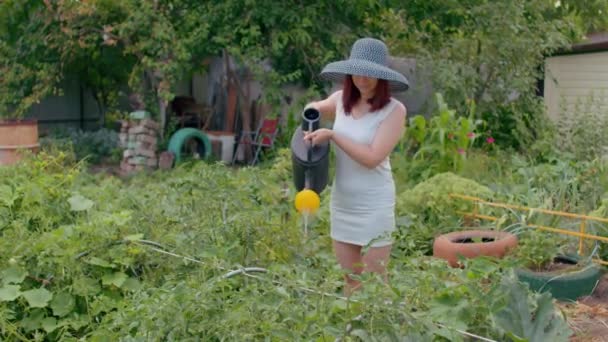 Junge Frau Kleid Wässert Tomaten Aus Der Gießkanne Erwachsene Hausfrau — Stockvideo