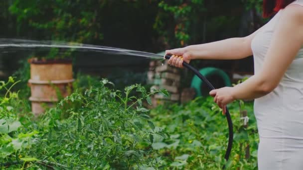 Großaufnahme Von Frauenhänden Die Den Gemüsegarten Aus Dem Schlauch Gießen — Stockvideo