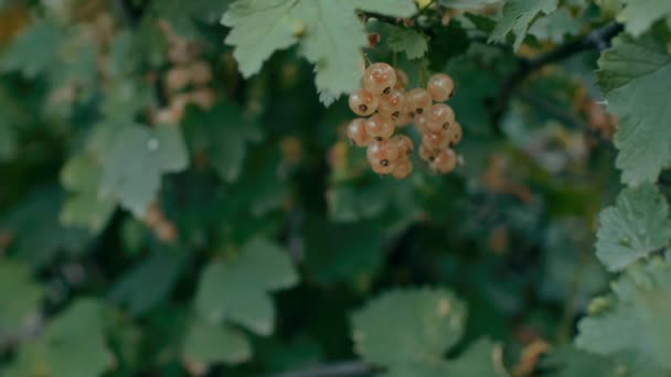 白醋栗浆果 灌木上的白醋栗果实多汁的成熟浆果 园艺浆果背景 — 图库视频影像