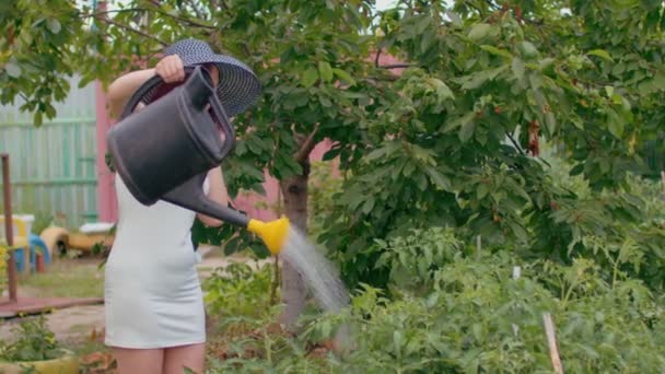 Młoda Kobieta Sukience Wody Pomidory Podlewania Puszki Dorosła Gospodyni Domowa — Wideo stockowe