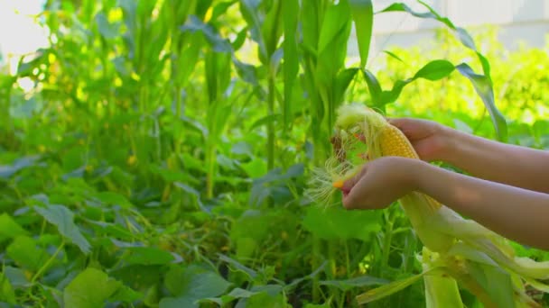 Кукурудза Крупним Планом Невпізнавана Жінка Очищає Кукурудзу Від Шкірки Концепція — стокове відео