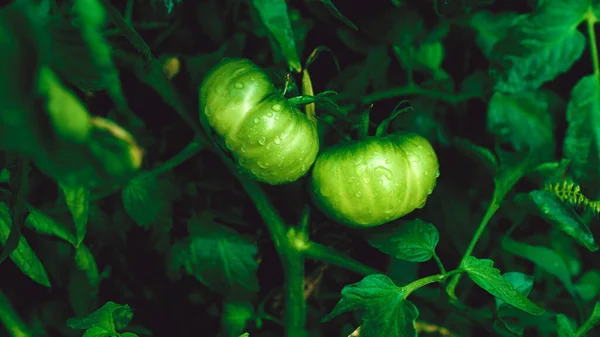 ベッドで成長している水の滴と緑のトマト 野菜園の枝にぬれた野菜 有機製品 環境に優しいライフスタイルの概念 閉じろ — ストック写真