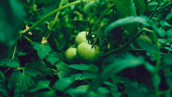 Grüne Tomaten Mit Wassertropfen Wachsen Beet Nasses Gemüse Auf Zweigen — Stockfoto