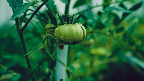 ベッドで成長している水の滴と緑のトマト 野菜園の枝にぬれた野菜 有機製品 環境に優しいライフスタイルの概念 閉じろ — ストック写真