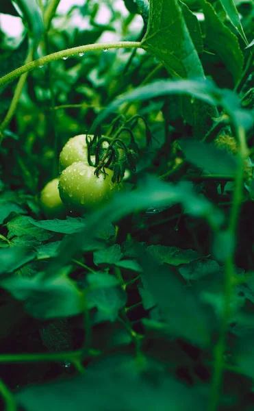 Grüne Tomaten Mit Wassertropfen Wachsen Beet Nasses Gemüse Auf Zweigen — Stockfoto