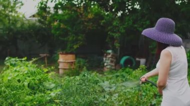 Beyaz elbiseli genç bir kadın ve çoraptan sebze sulayan zarif bir şapka. Bahçede kur yapan güzel bir kadın. Organik ürünler ve çevre dostu yaşam tarzı kavramı.