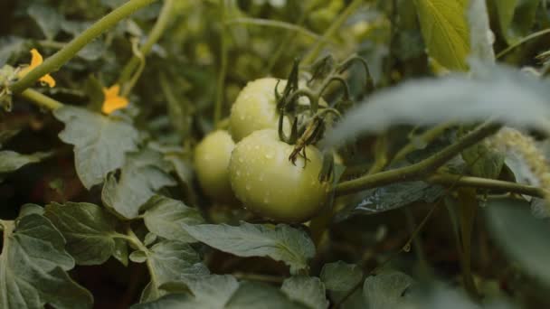 ベッドで成長している水の滴と緑のトマト 野菜園の枝にぬれた野菜 有機製品 環境に優しいライフスタイルの概念 閉じろ — ストック動画