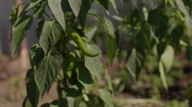 Yataklarda yeşil biber yetişiyor. Sebze bahçesindeki dalda olgun acı biber. Tarım, organik ürünler ve çevre dostu yaşam tarzı kavramı. Kapat.