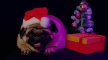 Pug, Noel Baba şapkalı köpek. Noel 'e kadar kırmızı Noel Baba şapkası takan köpek siyah arka planda izole edilmiş. Mutlu Noeller ve yeni yıl konsepti.