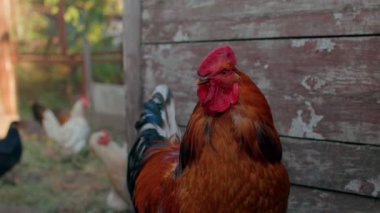 Yetişkin horoz otlakta. Heybetli sürü lideri kümeste. Kapat..