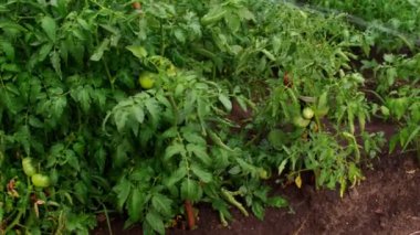 Yataklarda büyüyen yeşil domatesler. Sebze bahçesindeki dallarda sebzeleri sulayan tanınmamış biri. Tarım, organik ürünler ve çevre dostu yaşam tarzı kavramı.