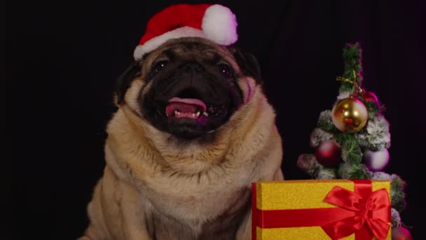 Pug Chien Dans Chapeau Comme Père Noël Chien Portant Chapeau — Video