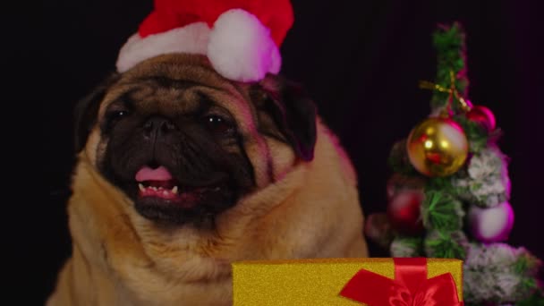 Pug Anjing Bertopi Seperti Santa Claus Anjing Mengenakan Topi Merah — Stok Video