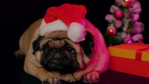 像圣诞老人一样戴着帽子的狗在圣诞前夕 狗戴着红色的桑塔帽 被隔离在黑色的背景下 圣诞和新年快乐的概念 — 图库视频影像