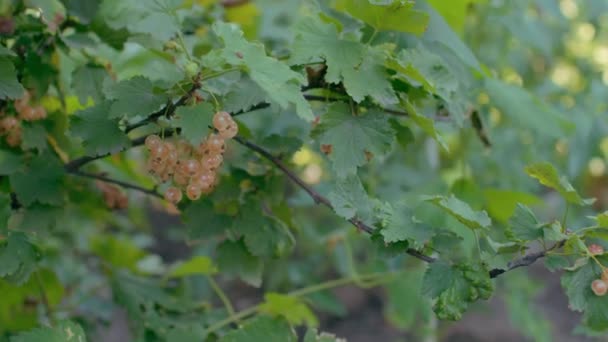 Filial Vita Vinbär Som Växer Trädgården Mogna Bär Svajar Vinden — Stockvideo