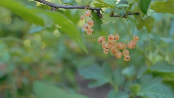 Ramo Ribes Bianco Che Cresce Giardino Bacche Mature Ondeggianti Nel — Video Stock