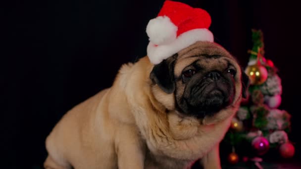 Pug Kutya Kalapban Mint Mikulás Kutya Piros Mikulás Sapkát Visel — Stock videók