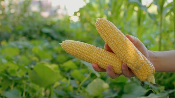 Ember Keze Érett Kukoricát Tart Zöldséges Kert Homályos Hátterén Felismerhetetlen — Stock videók