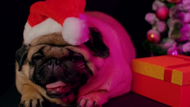 Мопс Собака Шляпе Санта Клаус Собака Красной Шляпе Санты Преддверии — стоковое видео
