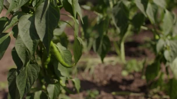 Green Pepper Growing Beds Ripe Hot Pepper Branch Vegetable Garden — Stock Video