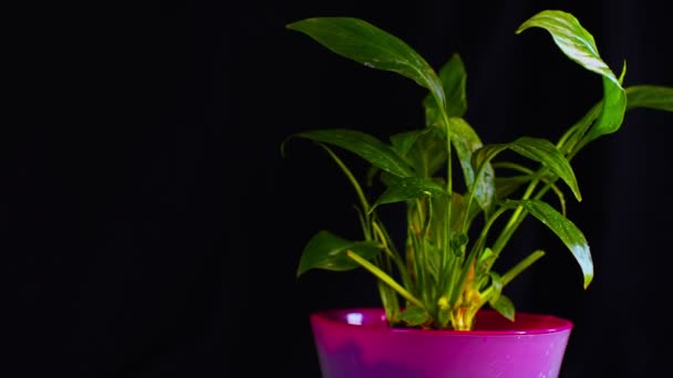Sproeien Van Vloeibare Meststof Bloem Spathiphyllum Mens Zorgt Voor Planten — Stockvideo