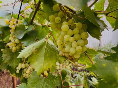Yeşil yapraklı Kishmish üzümleri. Asma dalında taze organik üzüm. Bahçede sulu, iştah açıcı yeşil üzümlü bir dal..