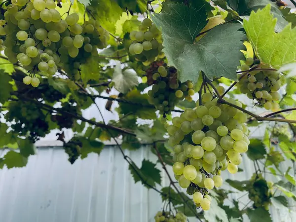 Uvas Kishmish Uvas Con Hojas Verdes Uva Orgánica Fresca Rama — Foto de Stock