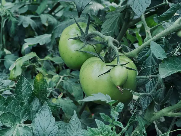 Tomate Verde Cresce Amadurece Gryatka Jardim — Fotografia de Stock
