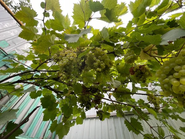 Uvas Kishmish Uvas Com Folhas Verdes Uva Orgânica Fresca Ramo — Fotografia de Stock