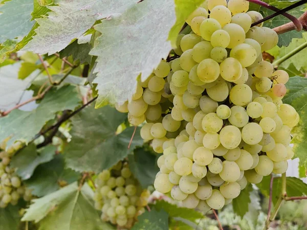 Kishmish Druiven Druiven Met Groene Bladeren Verse Biologische Druiven Wijnranken — Stockfoto
