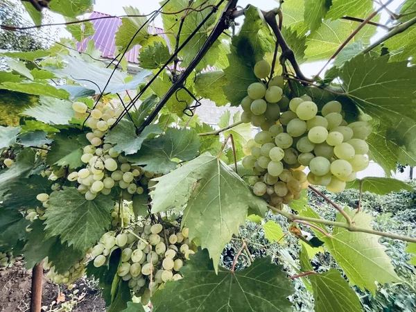 Kishmish Druiven Druiven Met Groene Bladeren Verse Biologische Druiven Wijnranken — Stockfoto