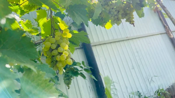 Kishmish Winogrona Zielonymi Liśćmi Świeże Organiczne Winogrona Gałęzi Winorośli Oddział — Zdjęcie stockowe