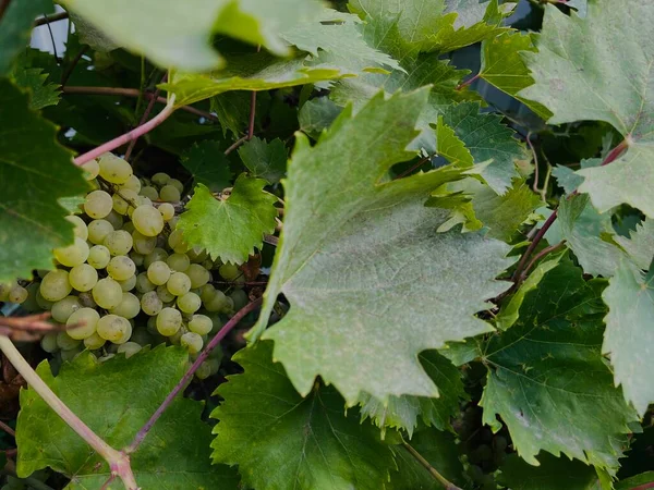 Kishmish Druvor Med Gröna Blad Färsk Ekologisk Druva Vinstockar Gren — Stockfoto