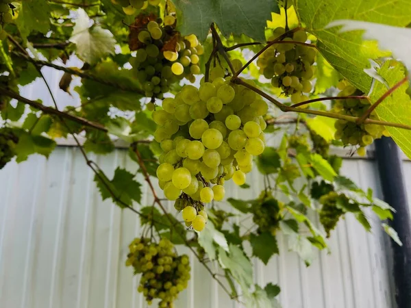 Kishmish Druiven Druiven Met Groene Bladeren Verse Biologische Druiven Wijnranken — Stockfoto