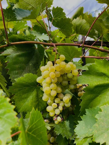 Uvas Kishmish Uvas Con Hojas Verdes Uva Orgánica Fresca Rama — Foto de Stock