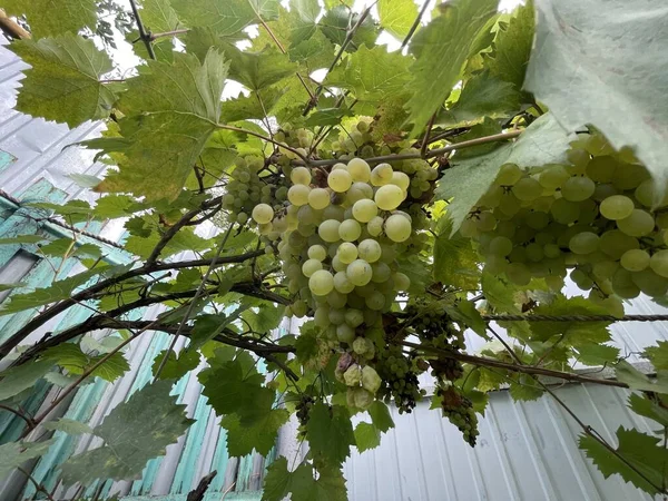 Uvas Kishmish Uvas Com Folhas Verdes Uva Orgânica Fresca Ramo — Fotografia de Stock