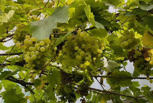 포도와 포도나무 가지에 유기농 식욕을 돋우는 포도를 재배하는 — 스톡 사진