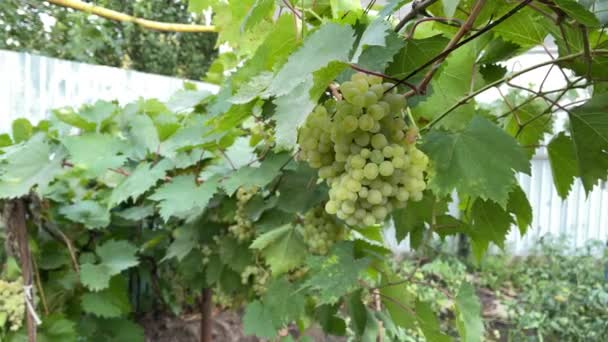 Kishmish Druiven Druiven Met Groene Bladeren Verse Biologische Druiven Wijnranken — Stockvideo